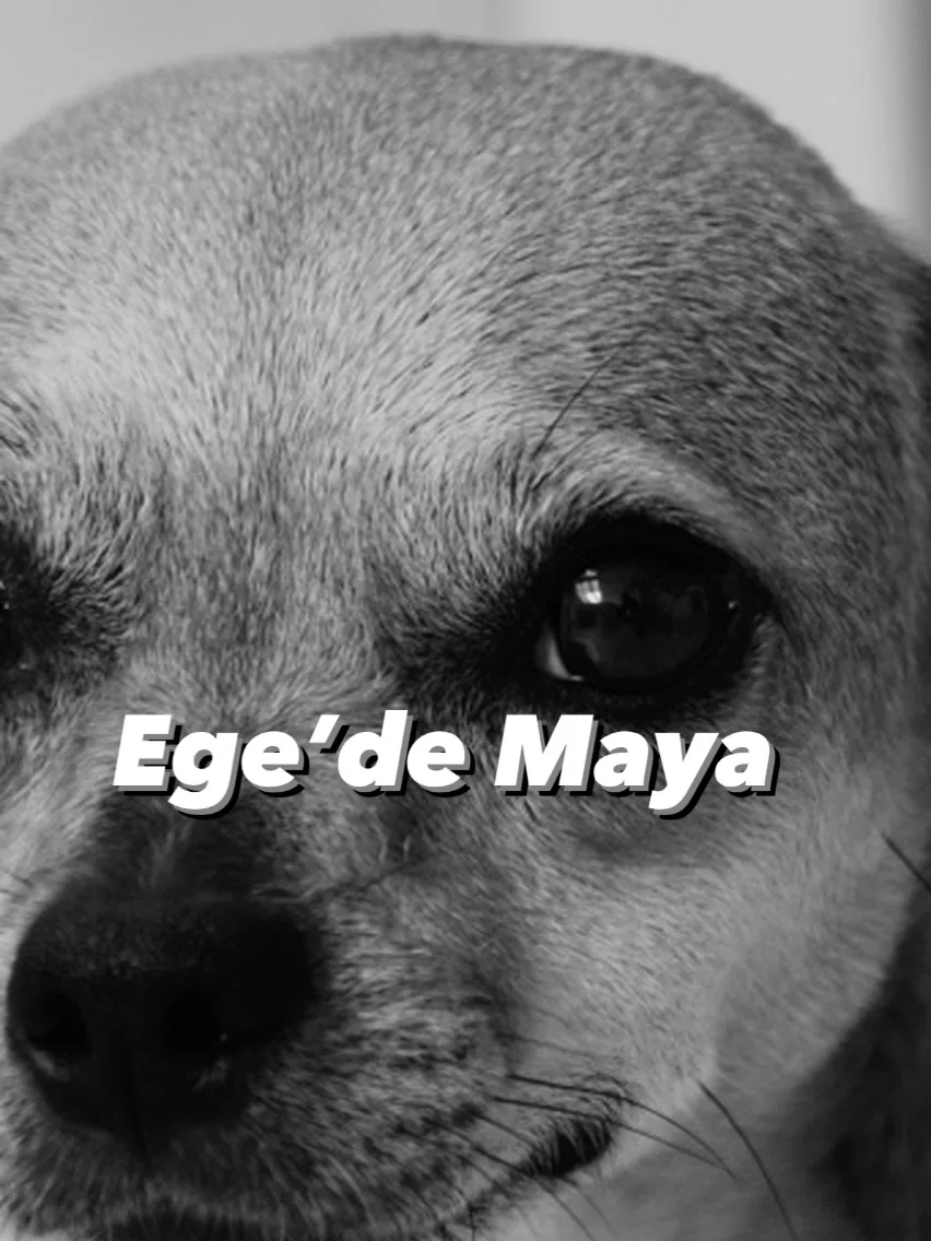 Ege’de Maya — Yeme içme çalışması